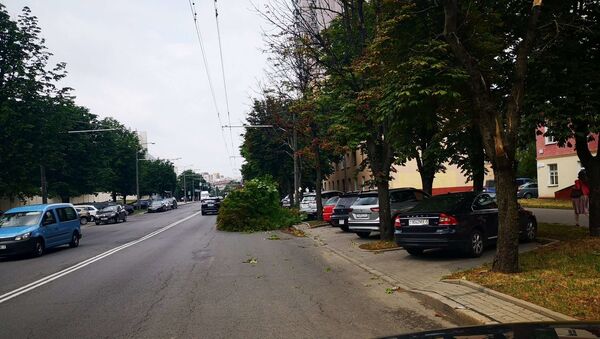 Упавшее дерево заблокировало полосу движения на улице Веры Хоружей - Sputnik Беларусь