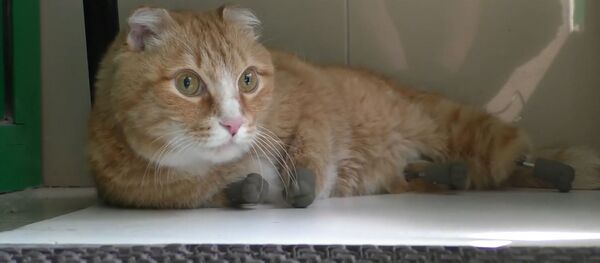 Кот на протезах - Sputnik Беларусь