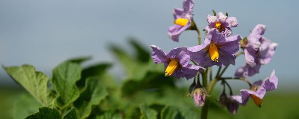 Картофель на поле - Sputnik Беларусь