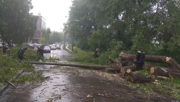 Сильный ветер повалил деревья в Минске - Sputnik Беларусь