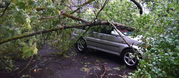 Упавшее дерево в Гомеле Упавшее дерево в Гомеле - Sputnik Беларусь