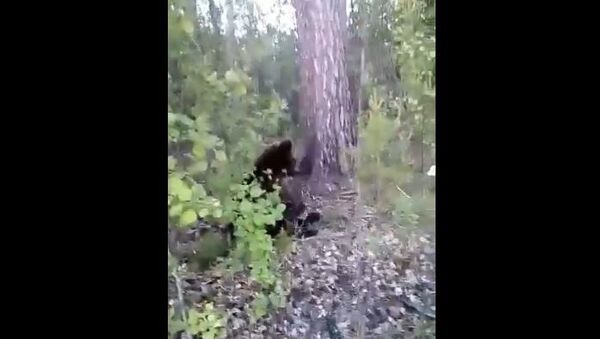 Плохая идея: мужчина на Камчатке подкрался к медведю и пнул его - Sputnik Беларусь
