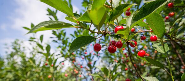 Черешневый сад Института плодоводства Черешневый сад Института плодоводства - Sputnik Беларусь