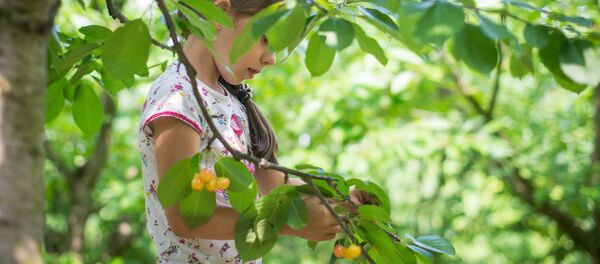 Желтый сорт черешни Наслаждение особенно любят дети - Sputnik Беларусь