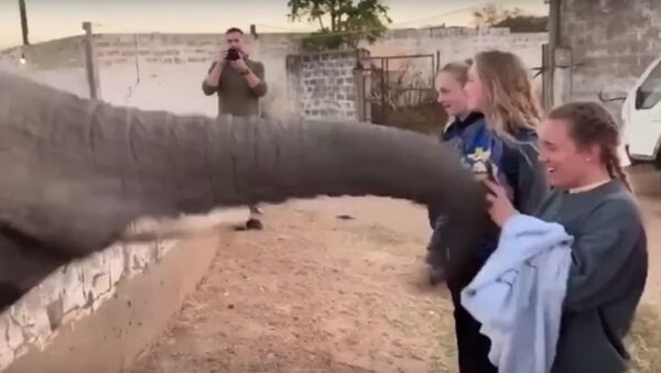 Слон дал пощечину туристке за селфи - Sputnik Беларусь