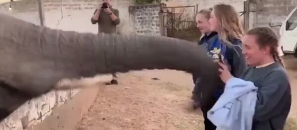 Слон дал пощечину туристке за селфи - Sputnik Беларусь