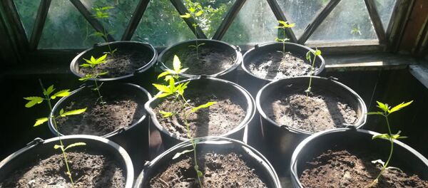 Горшки с коноплей - Sputnik Беларусь