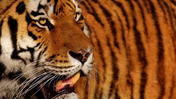Тигр, архивное фото - Sputnik Беларусь