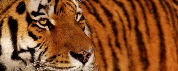 Тигр, архивное фото - Sputnik Беларусь