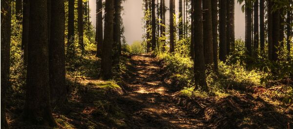 Лес, архивное фото - Sputnik Беларусь