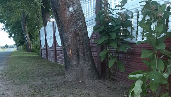 Мальчик на мопеде врезался в дерево в Березинском районе - Sputnik Беларусь
