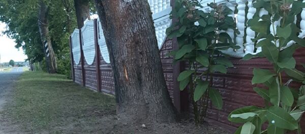 Мальчик на мопеде врезался в дерево в Березинском районе - Sputnik Беларусь