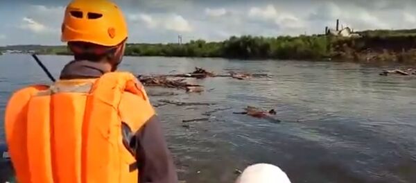 Сачком ее цепляй: как МЧС спасало кошек из воды в Тулуне - Sputnik Беларусь