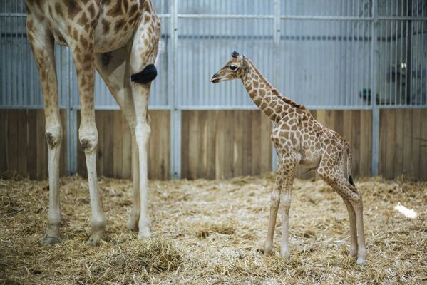 Маленький жираф в Парижском зоопарке - Sputnik Беларусь
