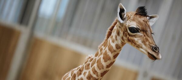 Маленький жираф в Парижском зоопарке - Sputnik Беларусь
