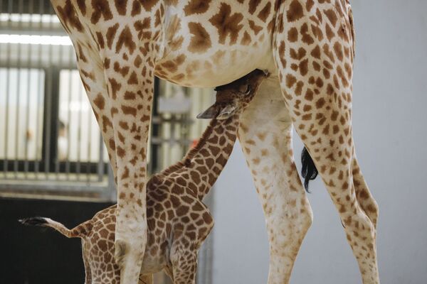 Маленький жираф в Парижском зоопарке - Sputnik Беларусь