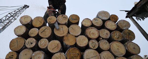 Работа на лесоперерабатывающем предприятии, архивное фото  - Sputnik Беларусь