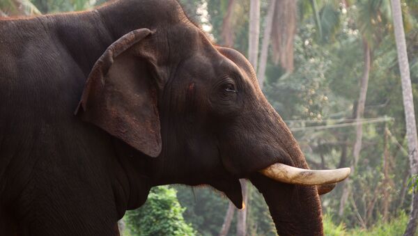 Индийский слон, архивное фото - Sputnik Беларусь