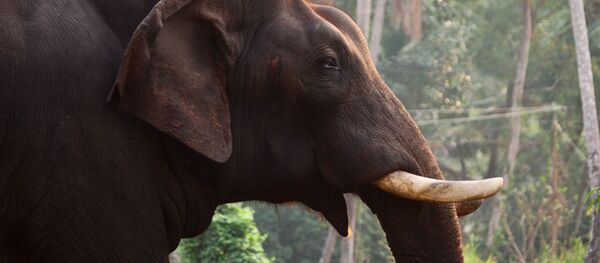 Индийский слон, архивное фото - Sputnik Беларусь