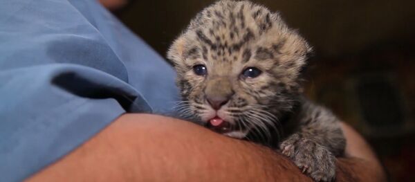 Маленький леопард Маленький леопард - Sputnik Беларусь