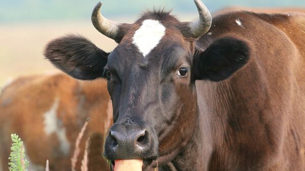 Корова, архивное фото - Sputnik Беларусь