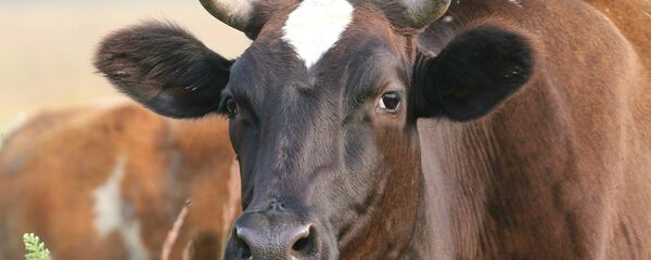 Корова, архивное фото - Sputnik Беларусь