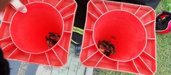 Утят спасли из ливневой канализации - Sputnik Беларусь