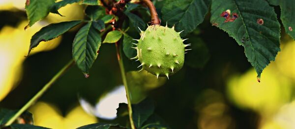 Каштан, архивное фото - Sputnik Беларусь