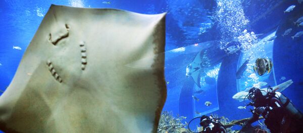 Гигантский скат  - Sputnik Беларусь