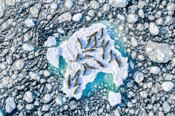 Снимок Crabeater Seals on Ice фотографа Florian Ledoux, занявший первое место в категории Wildlife конкурса Drone Awards 2019 - Sputnik Беларусь