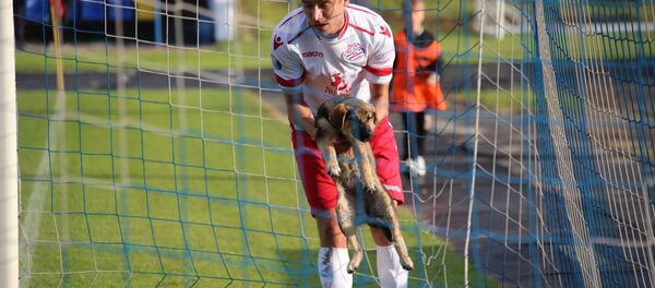 Собака выбежала на поле в матче Лиды и Белшины - Sputnik Беларусь