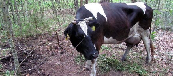 Украденная корова - Sputnik Беларусь
