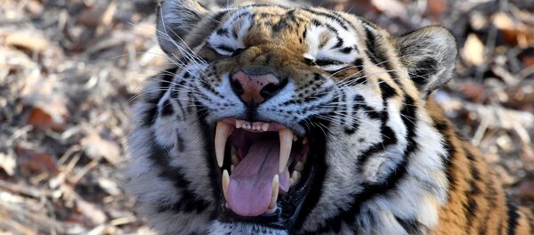 Тигр, архивное фото - Sputnik Беларусь