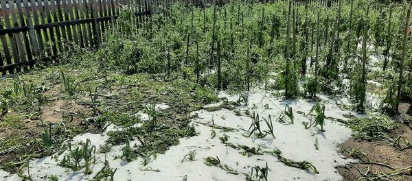 Погибший урожай в деревне Копаткевичи - Sputnik Беларусь