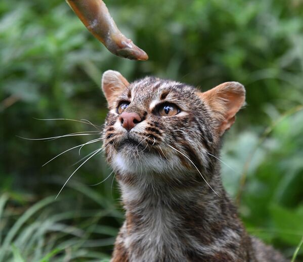 Сотрудник сафари-парка кормит рыбой лесного кота - Sputnik Беларусь