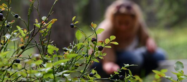 В чернику на Лепельщине ходят все, от мала до велика - Sputnik Беларусь