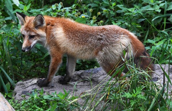 Лиса обыкновенная - Sputnik Беларусь