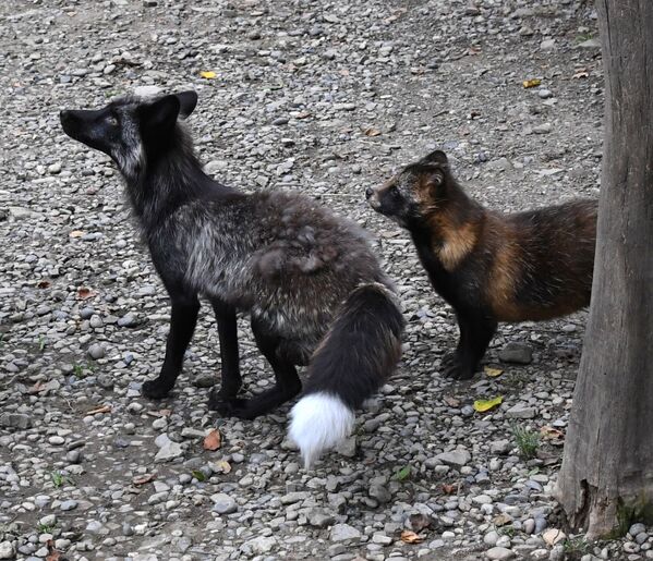 Сотрудник сафари-парка кормит рыбой чернобурого лиса и енотовидную собаку - Sputnik Беларусь