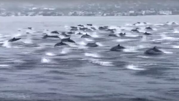 Огромная стая дельфинов сопровождала лодки у берегов Калифорнии - Sputnik Беларусь