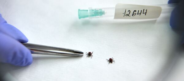 Подготовка клещей для анализа в лаборатории - Sputnik Беларусь