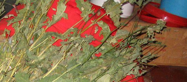 ОМОН задержал мужчину с пакетом мака в руках  - Sputnik Беларусь