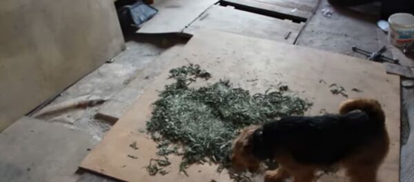 МВД показало, как служебная собака нашла марихуану  - Sputnik Беларусь