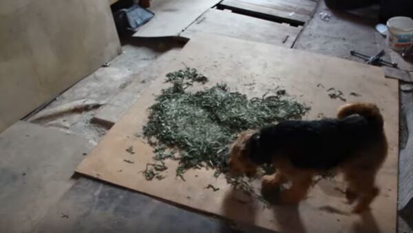 МВД показало, как служебная собака нашла марихуану  - Sputnik Беларусь