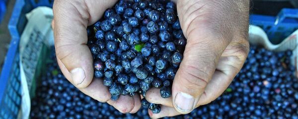 Черника - Sputnik Беларусь