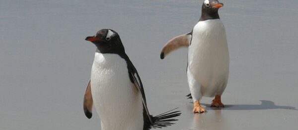 Пингвины - Sputnik Беларусь