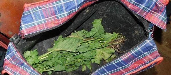 У жителя Браславского района нашли маковую солому  - Sputnik Беларусь