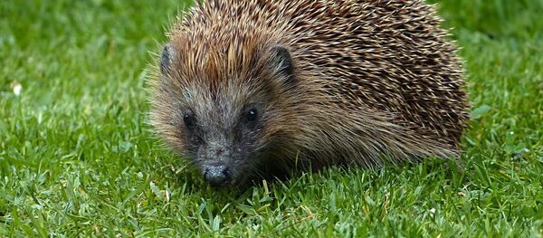 Ежик, архивное фото - Sputnik Беларусь