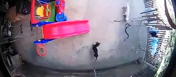 Собаки ценой своей жизни спасли спящего малыша от кобры Собаки ценой своей жизни спасли спящего малыша от кобры - Sputnik Беларусь