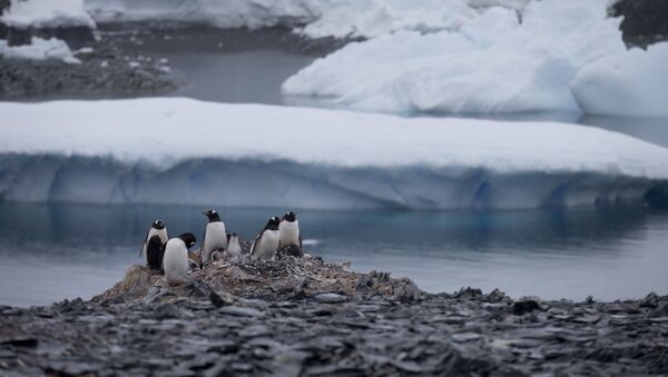 Пингвины в Антарктиде - Sputnik Беларусь