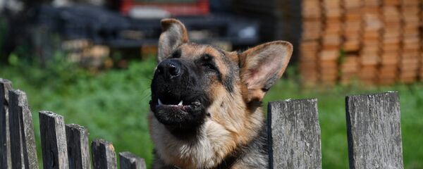 Злая собака за забором Злая собака за забором - Sputnik Беларусь